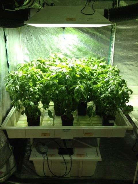 Hydroponic sweet basil, all but bursting out of the 4x4' Botanicare tray.