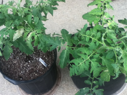Plastic pot 5 gallon tomato on left, Smart Pot 5 gallon tomato on right. Clones of same plant and Ocean Forest soil.