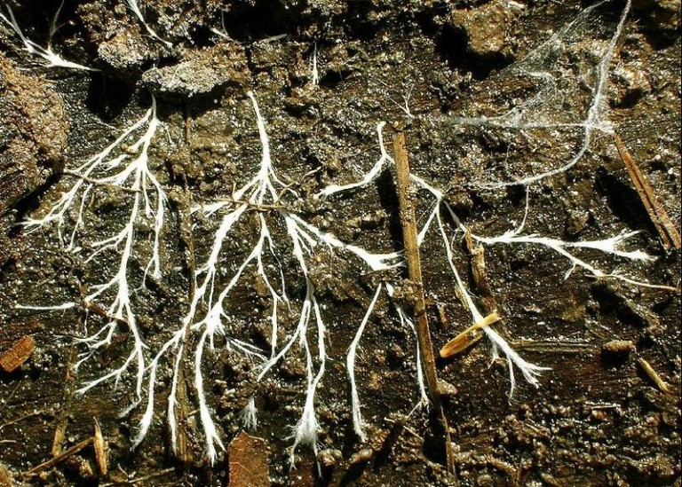 the-fungal-internet-mycorrhizal-fungi-more