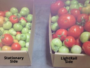 Tomatoes-1024x768