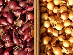 Red Shallots - Certified Organic - Fall Planting