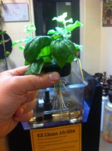 Some Known Factual Statements About How To Germinate Basil Seeds 