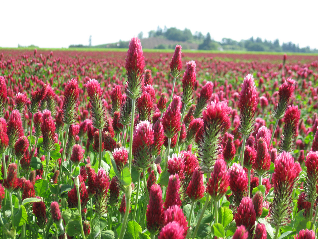 Cover crops. Crimson Clover. Конюшина красная горка лошади.