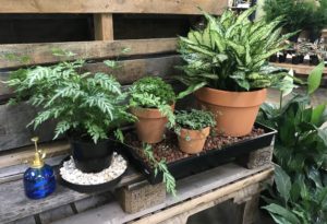 Humidity and Houseplants