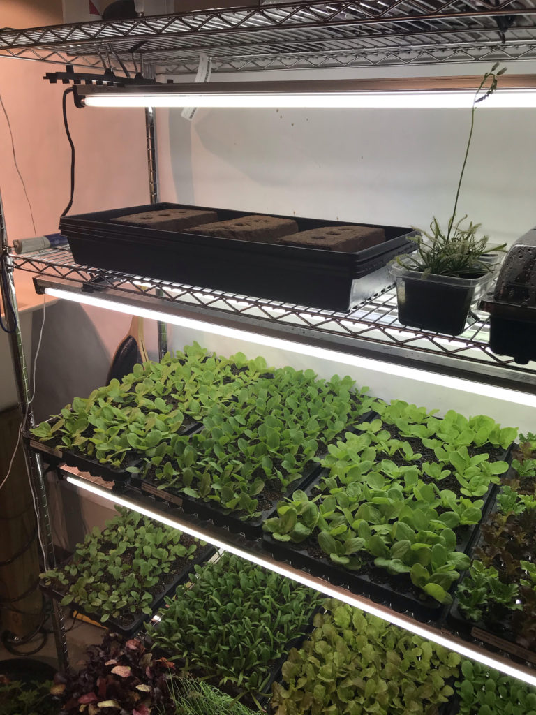 Growing Indoors Easier Than You Might Think!