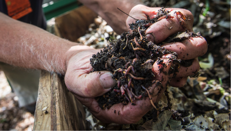 Red wiggler Mix Details about   Excellent Composting Worms; 1/2 Pound 