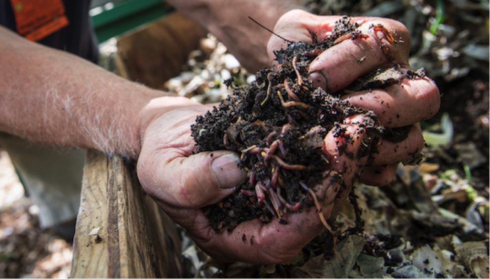 Composting Worms (Vermiculture) Red Wigglers and African