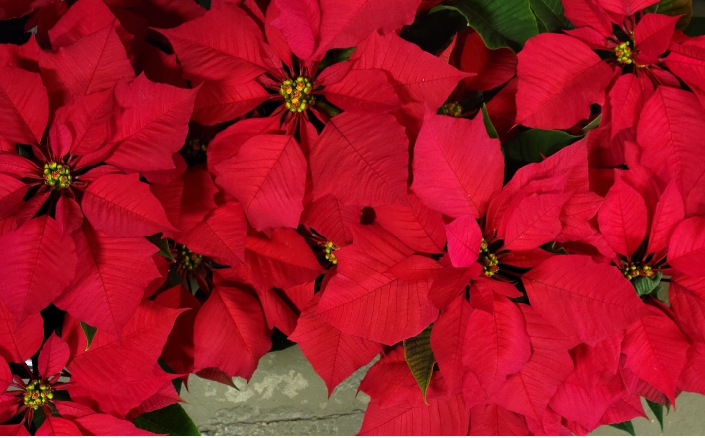 Growing Poinsettias Year Round