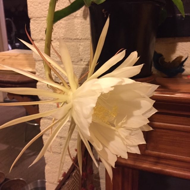 Epiphyllum, Queen of the Night