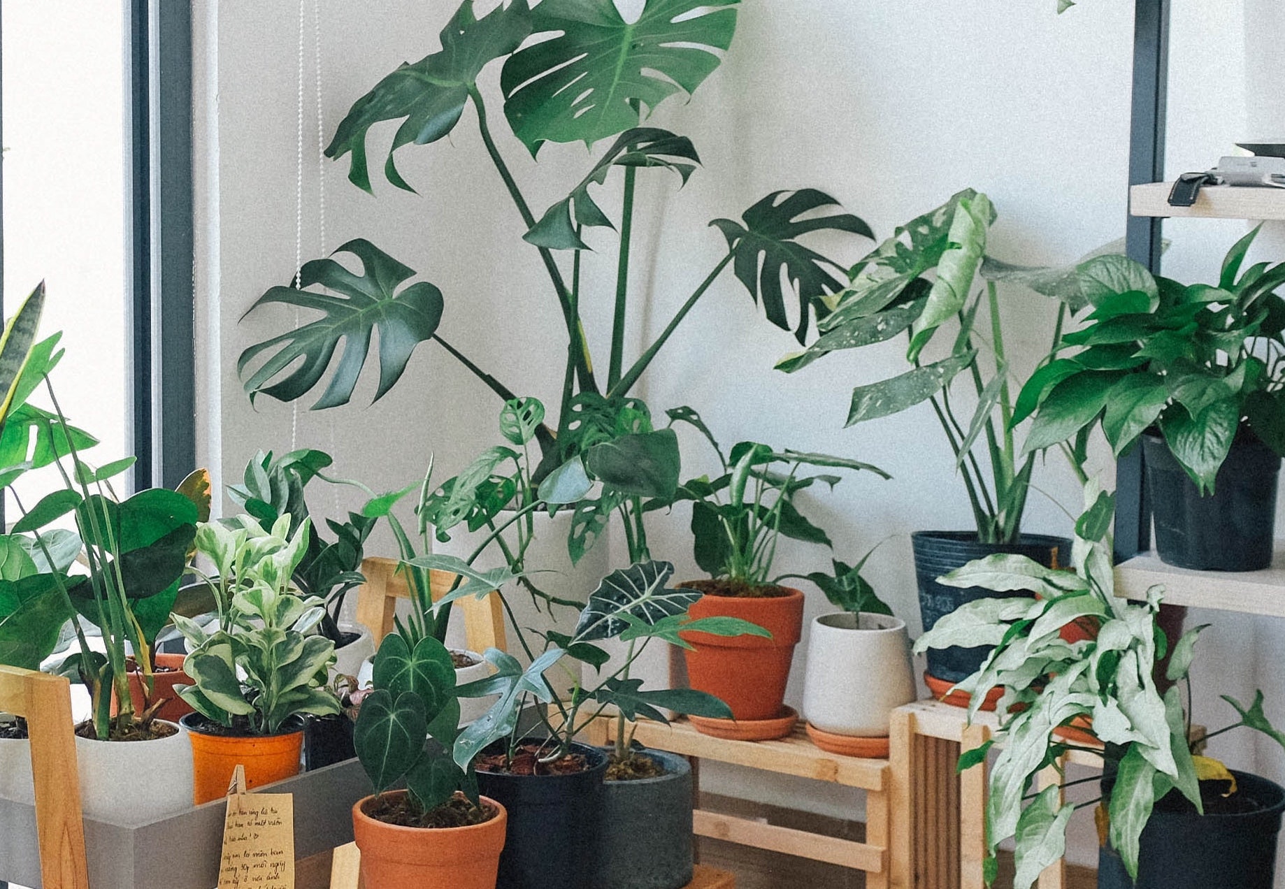 Magnificent Monstera Deliciosa