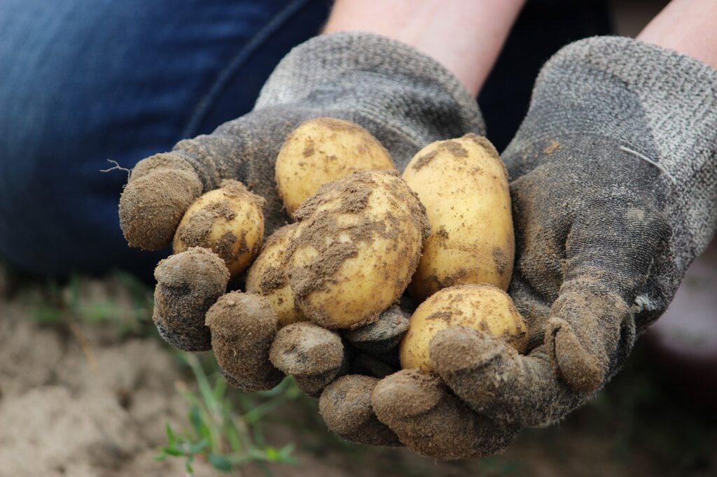 Gloved hands holding potatoes dug out of the garden.