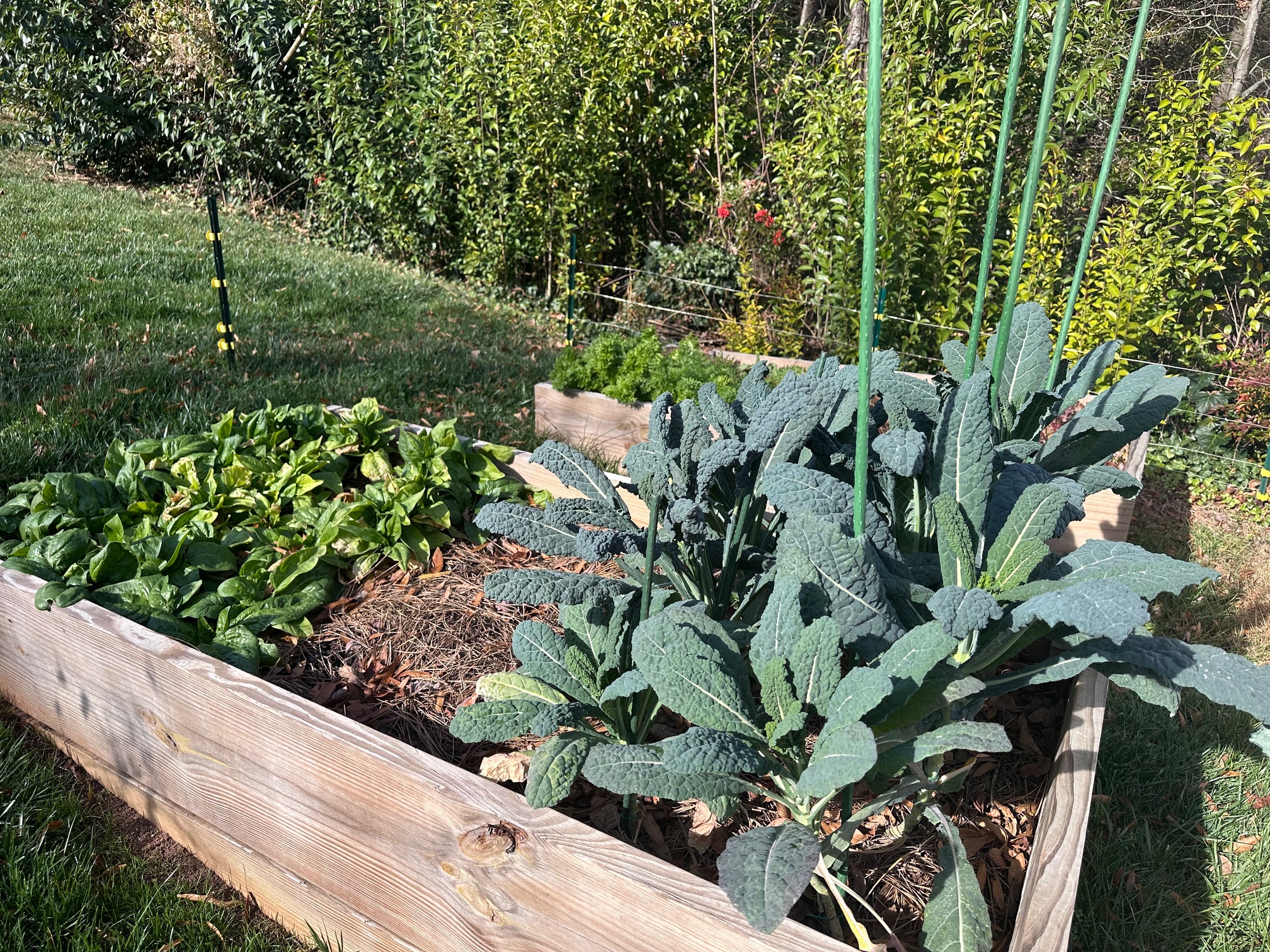 Kale growing in a raised garden bed.