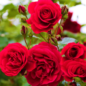 red rose bush in bloom