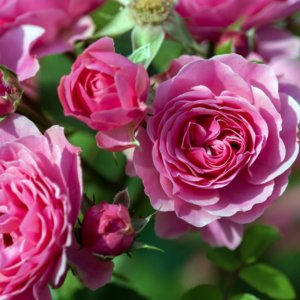 pink roses in bloom